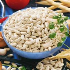 Cannellini Bush Bean Seeds (Organic) -VICTOR Big Department Store 2093 bean canollini bush 2 web