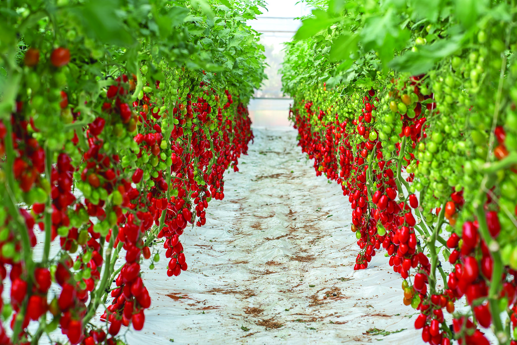 VICTOR Big Department Store -VICTOR Big Department Store 212