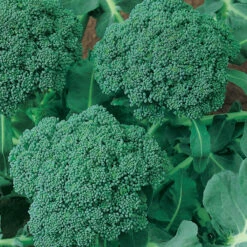Calabrese Broccoli Seeds (Organic) 7 Calabrese Broccoli Seeds (Organic) -VICTOR Big Department Store 510 broccoli green sprouting calabrese2 web
