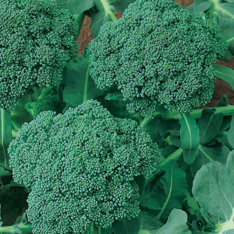 Calabrese Broccoli Seeds (Organic) 5 Calabrese Broccoli Seeds (Organic) - Image 3