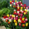 60 Days Of Tulips Bulb Mix (Pack Of 20) -VICTOR Big Department Store 60 days of tulips
