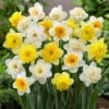 60 Days Of Daffodils Bulb Mix (Pack Of 20) -VICTOR Big Department Store 60days of daffodils
