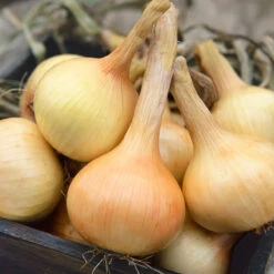Walla Walla Onion Seeds (Organic) -VICTOR Big Department Store 639 onion walla walla web