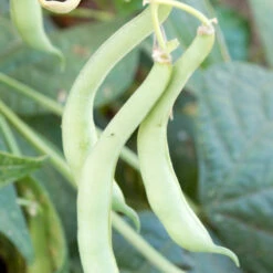 Tendergreen Bush Bean Seeds (Organic) -VICTOR Big Department Store 839 bean tendergreen web