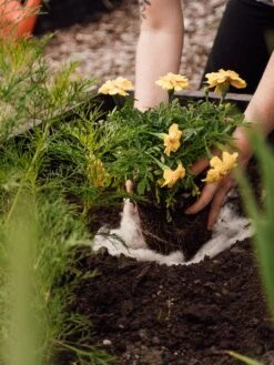 Hortiwool ®, 5 Pad Pack -VICTOR Big Department Store 8613263 12v