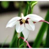 Acidanthera Murielae (Pack Of 20) -VICTOR Big Department Store Acidanthera