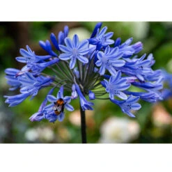 Agapanthus Blue (Pack Of 2)