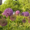 "Purple Sensation" Allium (Pack Of 8) -VICTOR Big Department Store Allium aflatunense Purple Sensation