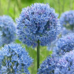 Bee Bulb Collection - Blue (Pack Of 50) -VICTOR Big Department Store Allium caeruleum