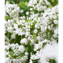 Bee Bulb Collection - White (Pack Of 50) -VICTOR Big Department Store Allium neapolitanum