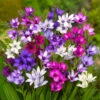 Babiana Stricta Mixture (Pack Of 12) -VICTOR Big Department Store Babiana Mixture