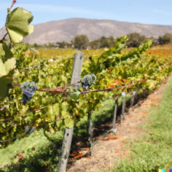 Wine Grape Vine - Cabernet Sauvignon -VICTOR Big Department Store Cab2