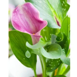 Zantedeschia (Calla Lily) Denver (Pack Of 1)