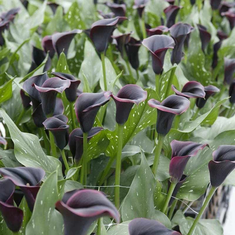 Zantedeschia (Calla Lily) Dubai Nights (Pack Of 1) 3 Zantedeschia (Calla Lily) Dubai Nights (Pack Of 1)