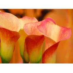 Zantedeschia (Calla Lily) Lady Marmalade (Pack Of 1)