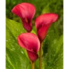 Zantedeschia (Calla Lily) Red Alert (Pack Of 1) 1 Zantedeschia (Calla Lily) Red Alert (Pack Of 1) -VICTOR Big Department Store Calla Lily Red Alert