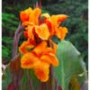 Canna Wyoming (Pack Of 2) -VICTOR Big Department Store Canna Wyoming
