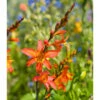 Crocosmia Crocosmiiflora Emily McKenzie (Pack Of 5) -VICTOR Big Department Store Crocosmia Emily McKenzie