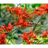 Crocosmia Crocosmiiflora Lucifer (Pack Of 5) -VICTOR Big Department Store Crocosmia Lucifer
