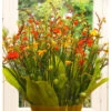 Crocosmia Crocosmiiflora Mixture (Pack Of 8) -VICTOR Big Department Store Crocosmia Mixture
