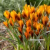 "Orange Monarch" Crocus Bulbs (Pack Of 10) -VICTOR Big Department Store Crocus Snow Orange Monarch