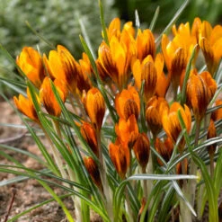 "Orange Monarch" Crocus Bulbs (Pack Of 10)
