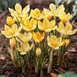 "Romance" Snow Crocus Bulbs (Pack Of 20)