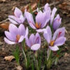 Saffron Crocus Bulbs (Pack Of 10) 1 Saffron Crocus Bulbs (Pack Of 10) -VICTOR Big Department Store Crocus sativus Corsinii Saffron