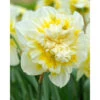 "Ice King" Double Daffodil Bulbs (Pack Of 5) 1 "Ice King" Double Daffodil Bulbs (Pack Of 5) -VICTOR Big Department Store Daffodil Double Ice King