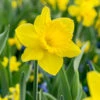 "Dutch Master" Daffodil Bulbs (Pack Of 15) -VICTOR Big Department Store Daffodil Dutch Master