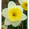 "Ice Follies" Large Cup Daffodil Bulbs (Pack Of 15) -VICTOR Big Department Store Daffodil Ice Follies 2