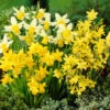 Miniature Daffodil Bulb Blend (Pack Of 20) -VICTOR Big Department Store Daffodil Miniature Blend