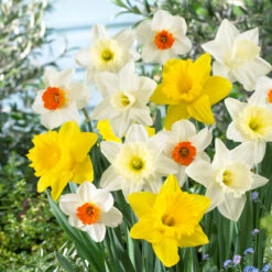 Naturalizing Daffodil Bulb Mix (Pack Of 15)