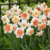 Pink Daffodil Bulb Blend (Pack Of 16) -VICTOR Big Department Store Daffodil Pink Blend
