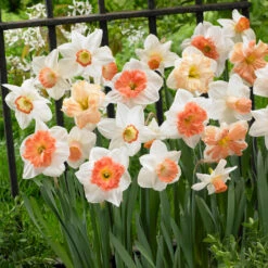 Pink Daffodil Bulb Blend (Pack Of 16)