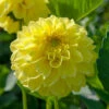 Dahlia Decorative American Sun (Pack Of 2) -VICTOR Big Department Store Dahlia American Sun