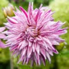 Dahlia Cactus Blackberry Ripple (Pack Of 2) -VICTOR Big Department Store Dahlia Blackberry Ripple a