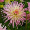 Dahlia Cactus Cabana Banana (Pack Of 2) 1 Dahlia Cactus Cabana Banana (Pack Of 2) -VICTOR Big Department Store Dahlia Cabana Banana