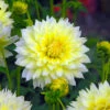 Dahlia Fimbriata Canary Fubuki (Pack Of 2) -VICTOR Big Department Store Dahlia Canary Fubuki
