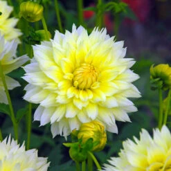 Dahlia Fimbriata Canary Fubuki (Pack Of 2)