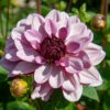 Dahlia Decorative Creme De Cassis (Pack Of 2) 1 Dahlia Decorative Creme De Cassis (Pack Of 2) -VICTOR Big Department Store Dahlia Creme de Cassis