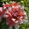 Dahlia Dinner Plate Frost Nip (Pack Of 2) 2 Dahlia Dinner Plate Frost Nip (Pack Of 2) -VICTOR Big Department Store Dahlia Frost Nip