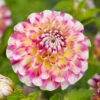 Dahlia Decorative Hawaii (Pack Of 2) -VICTOR Big Department Store Dahlia Hawaii