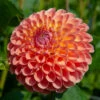 Dahlia Ball Flowering Jowey Nicky (Pack Of 2) -VICTOR Big Department Store Dahlia Jowey Nicky