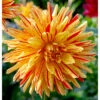 Dahlia Semi Cactus Striped Vulcan (Pack Of 2) -VICTOR Big Department Store Dahlia Striped Vulcan