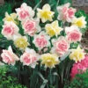 Double Duo Daffodil Bulb Mix (Pack Of 15) -VICTOR Big Department Store Double Duo Daffodil Bulb Mix