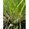 Egyptian Walking Onion (2 Oz) -VICTOR Big Department Store Egyptian walking onion clump