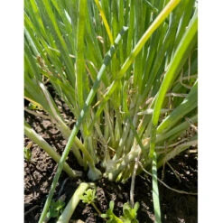 Egyptian Walking Onion (6 Oz) -VICTOR Big Department Store Egyptian walking onion clump b5350d37 8aa2 438a a9d3 0dbf62d8dea9