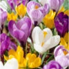 Giant Crocus Bulb Mix (Pack Of 30) -VICTOR Big Department Store Giant Crocus Bulb Mix