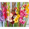 Gladiolus Large Flowering Blend (Pack Of 30) -VICTOR Big Department Store Gladiolus Large Flowering Blend